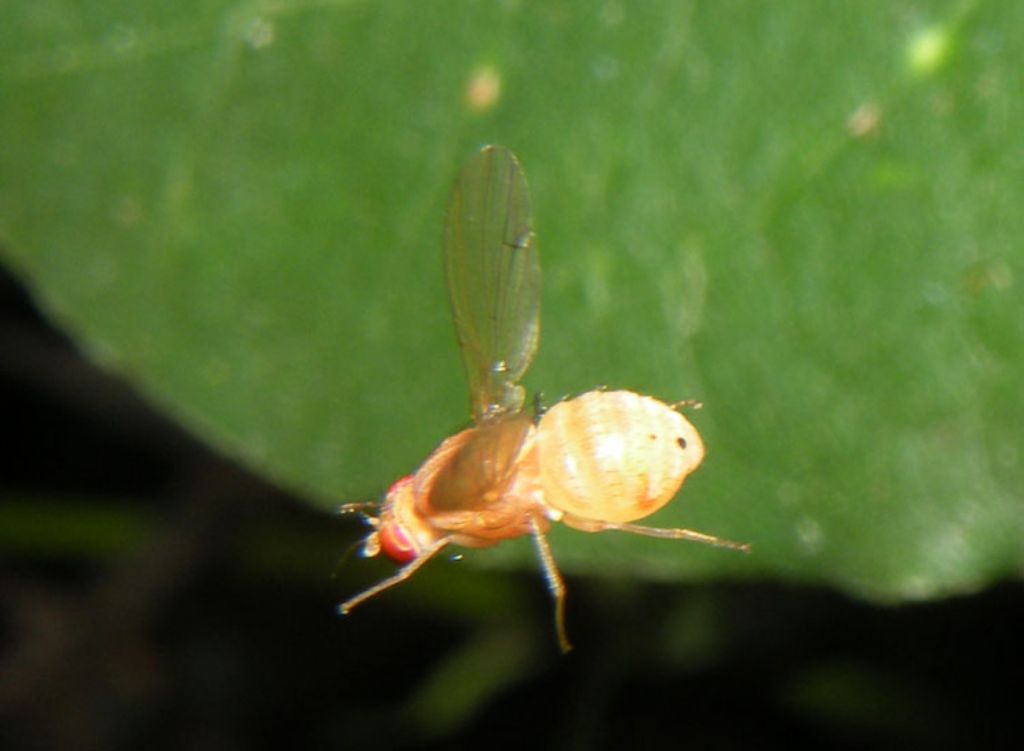 Lauxaniidae: Sapromyzosoma quadripunctata?